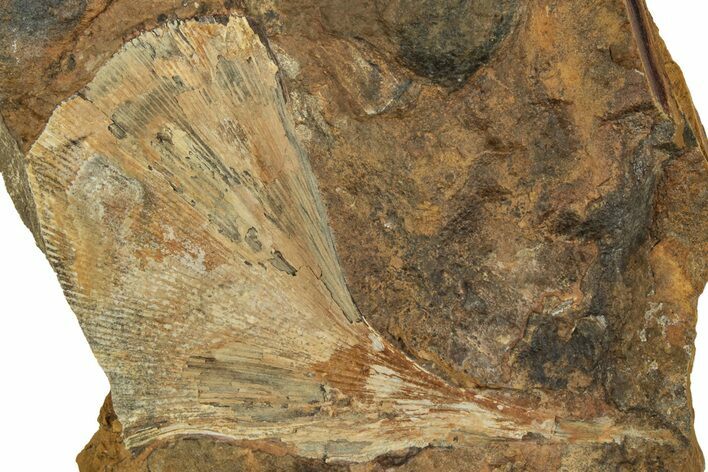 Fossil Ginkgo Leaf From North Dakota - Paleocene #215470